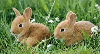 gallery/os-10-animais-mais-fofos-do-mundo-02